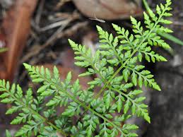 Image result for Cheilanthes