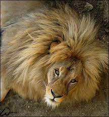 Lion Bad Brother Good Father By Woxys On Deviantart Lion Gorgeous Cats Good Good Father