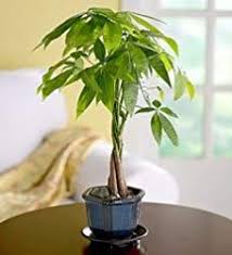 Pin On Plant Life
