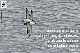 Gun Olur Alir Basimi Giderim Yeni Cikmis Aglarin Kokusunda Su Ada Senin Bu Ada Benim Yelkovan Kuslarinin Pesi Sira Orhan Veli Guzel Soz Ozlu Sozler Ve Alinti Sozler
