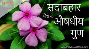 Dive into this list of amazing hindi names for girls ( हिंदी में लड़कियों के नाम) with meanings for your baby angel. 10 Health Benefits Of Sadabahar Periwinkle Vinca Rosea Plants