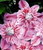 Here's the bloom time chart at the mobot site. 9 95