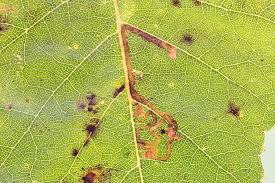 Image result for Stigmella confusella