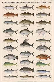 Game Fish Of The Saltwater Flats And Shallows Poster Saltwater Fish Charts Saltwater Fishing Fishing Tips Bass Fishing Lures