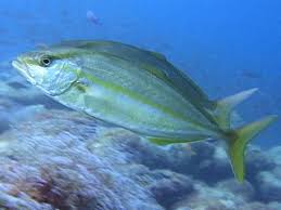 Maybe you would like to learn more about one of these? Entenda O Que E A Doenca Da Urina Preta Causada Por Ingestao De Peixe Contaminado