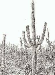 The tallest saguaro cactus ever measured towered over 78 feet into the air. The Biggest Cactus Saguaro Carnegiea Gigantea Botanical Online