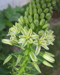Image result for Albuca nigritana