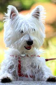 14 Small White Dog Breeds Fluffy Little White Dogs