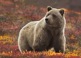 Much of the land is it contains the denali wilderness area, which stretches 8,687 square kilometers. Visit Denali National Park On A Trip To Alaska Audley Travel
