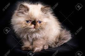 Eine Junge 2 Monate Alte Blue Point Himalayan Persisches Katzchen Auf Einem Schwarzen Hintergrund Lizenzfreie Fotos Bilder Und Stock Fotografie Image 49136218