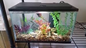 Image result for betta fish tank