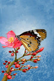 Sebelum membuat skesta gambar kupu kupu hinggap di bunga, anda mesti paham berbagai jenis kupu. Hd Wallpaper Gambar Kupu Bergerak Wallpaper Gambar Bunga Dan Kupu Bergerak Gambar Bunga Hd Png Saran Id