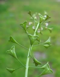 Image result for Capsella