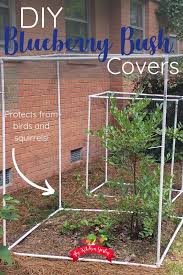 Bird Netting For Blueberries Lowes Diy Blueberry Bush Covers Blueberry Bushes Blueberry Tree Growing Blueberries