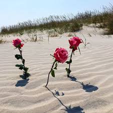 With park seed, we only offer those roses that have met the test of time. Bluehill Fragrances Beach Rose Review