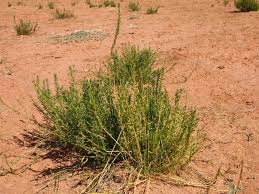 Image result for Stemodiopsis