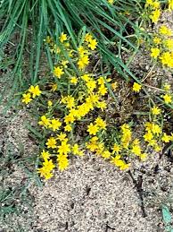 Fineleaf fumitory identification in Orange County, California