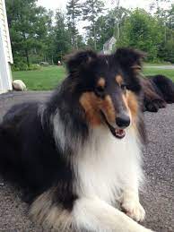 Bishop 1year Rough Collie Breeder Quincy Collies New Hampshire Shetland Sheepdog Puppies Shetland Sheepdog Pug Puppies