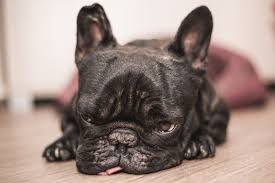 Dog Throwing Up Blood What You Should Do About It Ollie