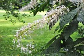 Image result for Hippocratea parviflora