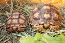 One Month Old And 1 Year Old Sulcata Tortoises What A