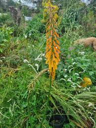 Image result for Kniphofia thomsonii