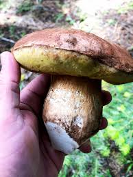 Image result for Boletus variipes
