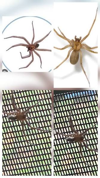 Identify large spider in midwest home?