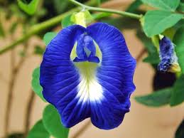 Blue Ternate Benefits And Uses 10 Blue Ternate Benefits And Uses Blue Ternate Benefits Blue Ternate Blue Terna Butterfly Pea Butterfly Pea Flower Pea Flower