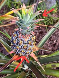 Hawaii Tropical Fruit Growers