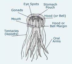 Our New Best Friend Jellyfish Project M A R E