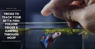 Tricks To Teach Your Betta Fish Follow Finger Jumping Through Hoop Betta Fish Betta Fish