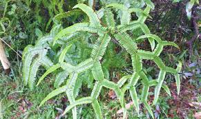 Image result for Sticherus