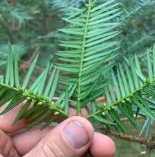 Image result for Tiliacora funifera