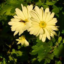 Chrysanthemum X Morifolium Chrysanthemum Florist S Chrysanthemum Florist S Daisy Garden Chrysanthemum Garden Hardy Chrysanthemum Garden Mum Hardy Garden Mum Mum North Carolina Extension Gardener Plant Toolbox