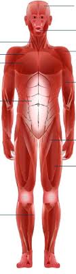 The pectoral muscles, the abdominal muscles, and the lateral muscle. Bbc Science Nature Human Body And Mind Anatomy Muscle Anatomy