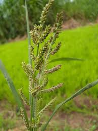 Image result for Echinochloa