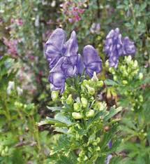 Image result for Isopyrum nipponicum