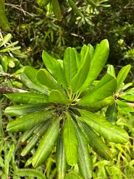 Image result for Manilkara sansibarensis
