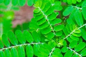 Image result for Phyllanthus amarus