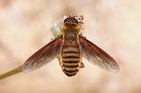 Image result for Blepharis buchneri