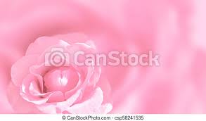 If anyone wanna color it or make it better pl. Banner With Pink Rose Blurred Background With Rose Of Pink Color Copy Space For Your Text Mock Up Template Can Be Used Canstock