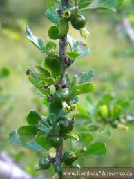 Image result for Coddia rudis