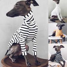 Small dogs of sighthound type have long been popular with nobility and royalty. Buy Italian Greyhound Whippet Clothes Jumper Tops Cotton Striped Long Sleeved Tops For Dogs At Affordable Prices Price 9 Usd Free Shipping Real Reviews With Photos Joom