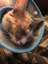 Once your cat enjoys playing with it, you can sweep the toy so its end drapes over the post. My Kitten Won T Stop Scratching At Her Face The Vet Said They Took Care Of The Problem But It Hasn T Cleared Up Any And She Continues To Itch Before I Take Her