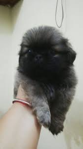 Also you can see the relevant ads for different types of dogs for sale or adoption in hyderabad including bulldogs, german shepherds, poodles and pugs. Pet Quality Pekingese Puppies For Sale In Delhi India Top 20 Indian Dog Breeds Purchasing Price An Pekingese Puppies Pekingese Puppies For Sale Pomeranian Dog