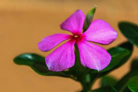 Pin Di Nature
