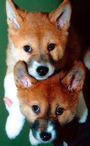 The Australian Dingo To Be Respected At A Distance They Can Be Tamed Under 6 Weeks By 10 Weeks It S Too Lat Australia Animals Australian Animals Dingo Dog