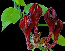 Image result for Ceropegia monteiroae