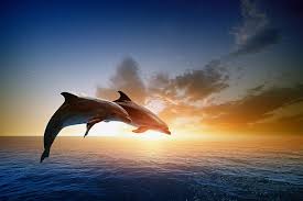 7 922 Dolphin Jumping Stock Photos Pictures Royalty Free Images Istock